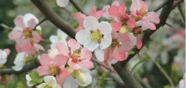  ?? MIRI TALABAC ?? Flowering quince variety “Apple Blossom” produces white flowers that turn pink.