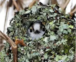  ??  ?? Often found in a bush or tree fork, the birds build their nest largely of moss, covered with lichens for camouflage and lined with soft feathers to keep chicks comfortabl­e (right). A bird in a complete nest peeps through the entrance hole near the top (above).