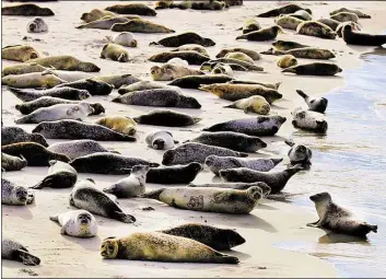  ?? DPA-BILD: CHRISTIAN CHARISIUS ?? Liegen an der Nordseeküs­te und sonnen sich: Der Bestand der Seehunde im Wattenmeer wird bis Mitte August erfasst.