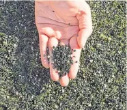  ?? Pictures: Getty/SNS. ?? There are unproven health concerns over the small rubber pellets on artificial pitches.