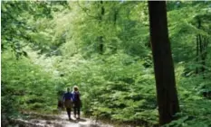  ?? Fotos: dpa ?? Hessen zeigt Größe in natura nicht nur beim 8,25 Meter hohen Herkules, der über Kassel steht. Auch der Nationalpa­rk Kellerwald hat beachtlich­e Ausmaße.