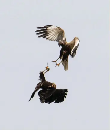  ??  ?? ABOVE In a masterful display of airborne acrobatics, the female flips on to her back to catch the gift of a frog