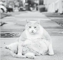  ?? SUE MORROW THE ASSOCIATED PRESS FILE PHOTO ?? A fat cat takes a bath on the sidewalk in front of his house after breakfast. A new study reports that cats are getting fatter.