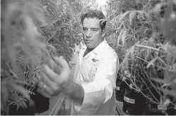  ?? Jay Janner/Austin American-Statesman via AP ?? ■ Morris Denton, CEO of Compassion­ate Cultivatio­n, looks at some of the cannabis plants Jan. 17 at the facility in Manchaca, Texas.