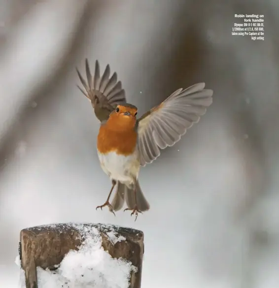 ?? ?? Robin landing on fork handle Olympus OM-D E-M1 Mk lll, 1/2000sec at f/2.8, ISO 800, taken using Pro Capture at the high setting