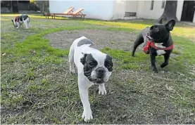  ??  ?? Hermosa vida de perros. El bulldog francés como factor de “levante”...