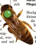  ?? Foto: Andreas Stiel ?? Die Bienenköni­gin ist mit einem Punkt markiert.