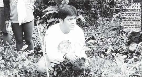  ??  ?? Thaddeus Martinez, a forester from the Haribon Foundation, shows a seedling of an endemic tree that should be used in reforestat­ion efforts in the Philippine­s.