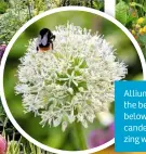  ??  ?? Alliums bring in the bees, while below, hot orange candelabra primulas zing with colour