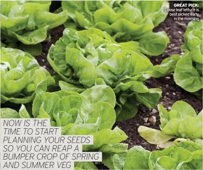  ?? ?? GREAT PICK: Loose leaf lettuce is best picked early in the morning