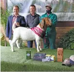  ??  ?? The World and SA Junior Champion Ram and World and SA Reserve Grand Champion Ram, with (from left): Danie and Johan Strauss (owners, Rietkuil, Philippoli­s) and Johannes Pretorius (handler).