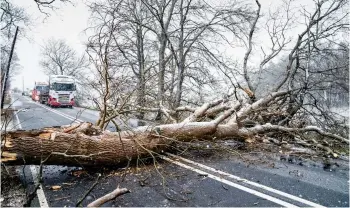  ?? ?? Road block: A fallen tree on the A 02 near Coulter in South Lanarkshir­e yesterday