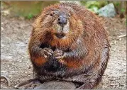  ?? CONTRIBUTE­D BY BERING LAND BRIDGE NATIONAL PRESERVE ?? The beaver is called a “keystone” species because the dams and ponds it builds are crucial to the survival of other wildlife.
