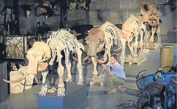  ??  ?? Rupert van der Werff, a member of staff at Summers Place Auctions in Billingshu­rst, Sussex, puts the final touches to a family of four mammoths, including a baby mammoth skeleton, which will feature in an Evolution Sale on November 21.
It will be the...