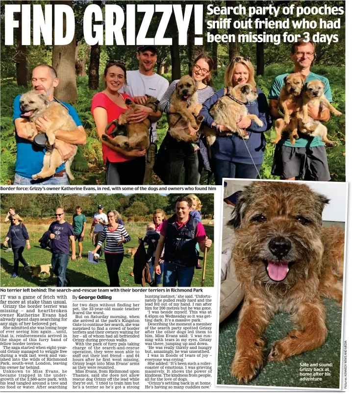  ??  ?? Border force: Grizzy’s owner Katherine Evans, in red, with some of the dogs and owners who found him No terrier left behind: The search-and-rescue team with their border terriers in Richmond Park Safe and sound: Grizzy back at home after his adventure