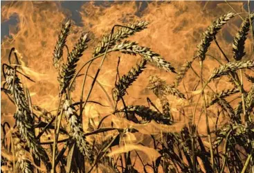  ?? EVGENIY MALOLETKA/AP ?? Fire engulfs a wheat field after Russian shelling Friday in the Kharkiv region of northeaste­rn Ukraine.