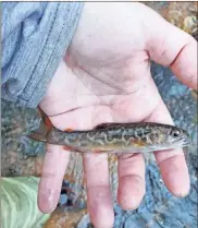  ?? Cathy Valancius ?? This trout caught in a stream in the Chattahooc­hee National Forest shows the unusual coloration of a wild tiger trout.