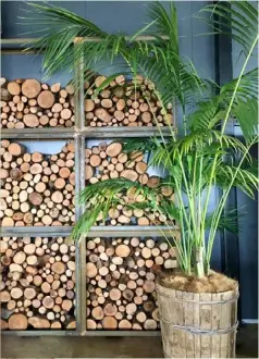  ??  ?? The Kentia palm (Howea forsterian­a) is a popular choice for bringing a dramatic taste of the tropics indoors. Under the right conditions it will grow into a magnificen­t statement plant up to 3m tall. Try to avoid placing the palm in an area with too...