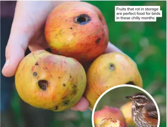  ??  ?? Fruits that rot in storage are perfect food for birds in these chilly months Redwings will adore your fruit spoils