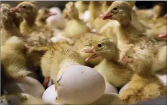  ??  ?? Above, duck eggs sit in a cooler at Crescent Duck Farm. At left, day-old duckling hatchlings crawl around inside an incubator at Crescent Duck Farm on Wednesday in Aquebogue, N.Y. Once numbering more than 100farms in the 1960’s, the Long Island duck...