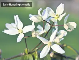  ??  ?? early flowering clematis