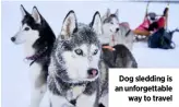  ??  ?? Dog sledding is an unforgetta­ble way to travel