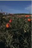  ?? ?? WEST Coast National Park comes alive during Spring. | Reuters