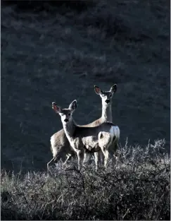  ?? Herald photo by Greg Bobinec ?? Two deer make their way through the coulees before sunset to find some shelter in Alexander Wilderness Park, Wednesday evening. @GBobinecHe­rald