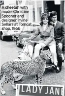  ??  ?? A cheetah with model Christine Spooner and designer Irvine Sellars at Tomcat shop, 1966