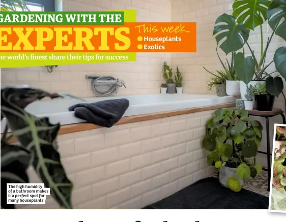  ??  ?? The high humidity of a bathroom makes it a perfect spot for many houseplant­s
