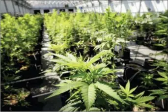  ?? GLEN STUBBE — STAR TRIBUNE VIA AP, FILE ?? In this photo, marijuana plants grow at a Minnesota Medical Solutions greenhouse in Otsego, Minn.