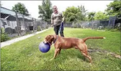  ?? ARNOLD GOLD/HEARST CONNECTICU­T MEDIA ?? Woodbridge Animal Control Officer Ashely Sakelaraki­s takes Brutus out of his kennel for some play time.