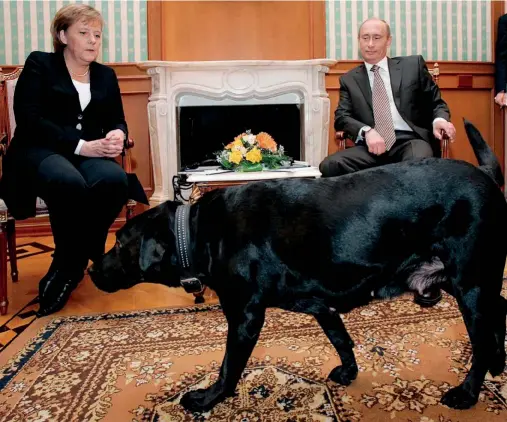  ??  ?? En el año 2007, Angela Merkel fue invitada a visitar el Kremlin. Al comienzo de la visita, Putin hizo entrar a su perra
Connie, a sabiendas de que la canciller alemana sufre de miedo irracional a los perros. No hay más que ver su expresión…