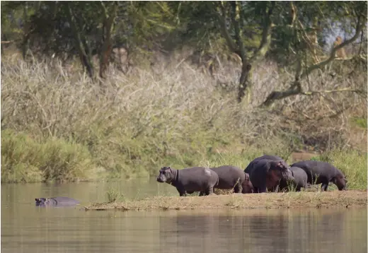  ??  ?? Hippos congregate during the heat of the day in the deeper water of the rivers, but in the cool early mornings you’ll find them on the sandbanks warming up.