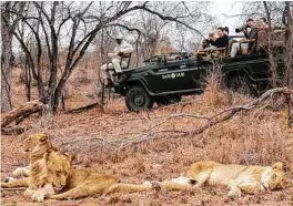  ??  ?? Expert trackers Lazarus and Louis find gold: a pride of lions sleeping off dinner near Earth Lodge.