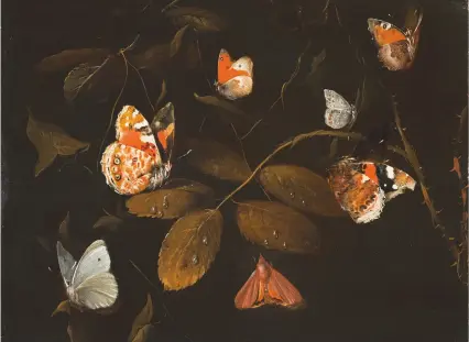  ??  ?? Six Butterflie­s and a Moth on a Rose
Branch, about 1690, by William Gouw Ferguson (1632/33– after 1695), 8in by 10in, Scottish National Gallery, Edinburgh