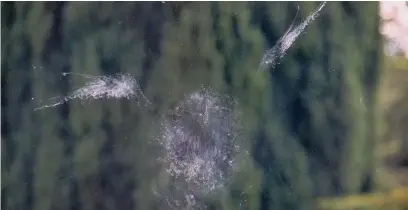  ??  ?? ●● The Turin Shroud-like impression of a tawny owl which had crashed into Sean Wood’s old teaching colleague Des Brown’s window