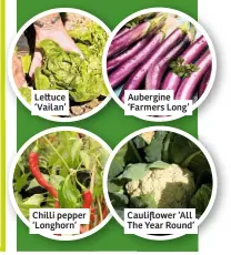  ??  ?? Le uce ‘Vailan’
Chilli pepper ‘Longhorn’
Aubergine ‘Farmers Long’
Cauliflowe­r ‘All The Year Round’