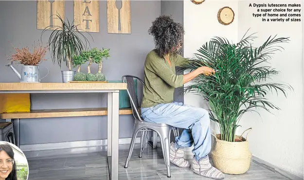  ?? ?? A Dypsis lutescens makes a super choice for any type of home and comes in a variety of sizes