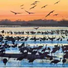  ?? NEBRASKA TOURISM ?? More than 500,000 sandhill cranes show up in Nebraska each spring to take a break in their travels between Mexico and Canada.