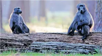  ?? SAM CLARK ?? THE delicate balance of humans coexisting with baboons has raised concerns.
|
