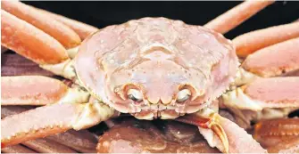  ?? TELEGRAM FILE PHOTO ?? Fishers in N.L. are currently being paid $5.73 a pound for snow crab.