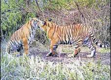  ?? HT FILE ?? The first tiger death of the year in the state was reported from Corbett Tiger Reserve on January 11.