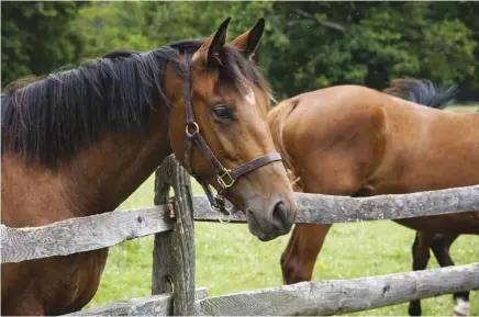  ??  ?? Is your farm fencing ready for a horse, which typically requires rail, galvanized or vinyl-coated wire, electric or a combinatio­ns of these.