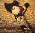  ?? Brian A. Pounds / Hearst CT Media file photo ?? A rooster struts across the chicken pen at the Bridgeport Animal Control property on Evergreen Street in Bridgeport.