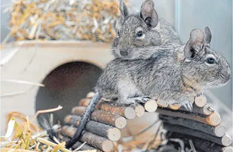  ?? FOTO: DPA ?? Sind nicht gern allein: Degus sollten mindestens als Pärchen gehalten werden.