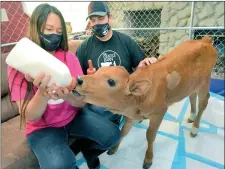  ?? Dan Watson/The Signal ?? Gentle Barn founders Ellie Laks and Jay Weiner feed raw organic milk to rescued 5-week-old calf John Lewis Thunderhea­rt in an enclosure they set up in their living room at the Gentle Barn in Santa Clarita.