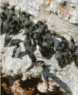  ?? Foto: dpa ?? Die jungen Trottellum­men stürzen sich vom „Lummenfels­en“ins Meer. Das ist für sie überlebens­wichtig.