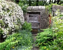  ??  ?? A rustic door in a wall adds charm nestled next to a dense covering of pale Clematis montana var. rubens.