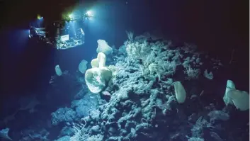  ?? ?? Remotely operated robots with cameras explore underwater marine life
